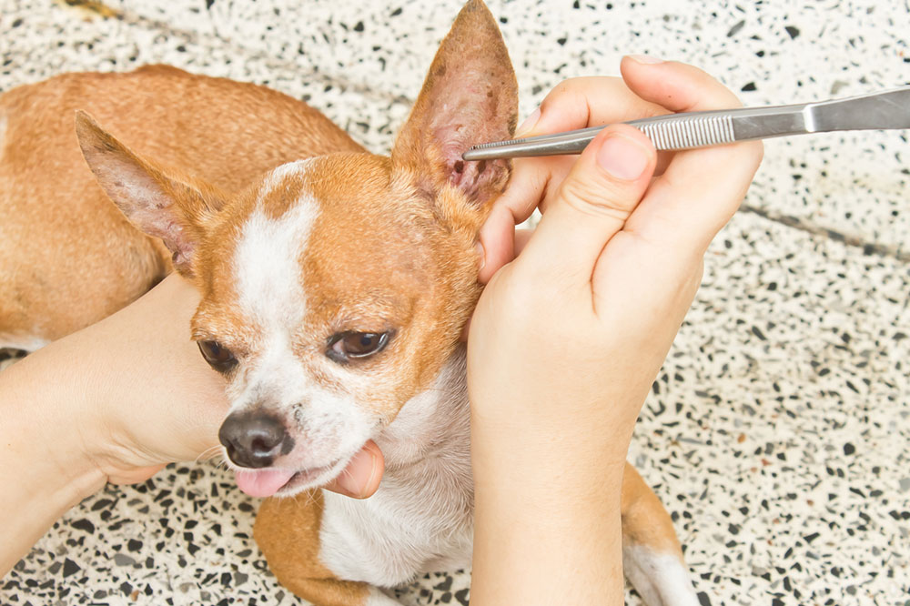 5 Tips to Keep Dogs Safe from Ticks and Fleas