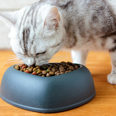 5 Top-Rated Cat Treats to Buy