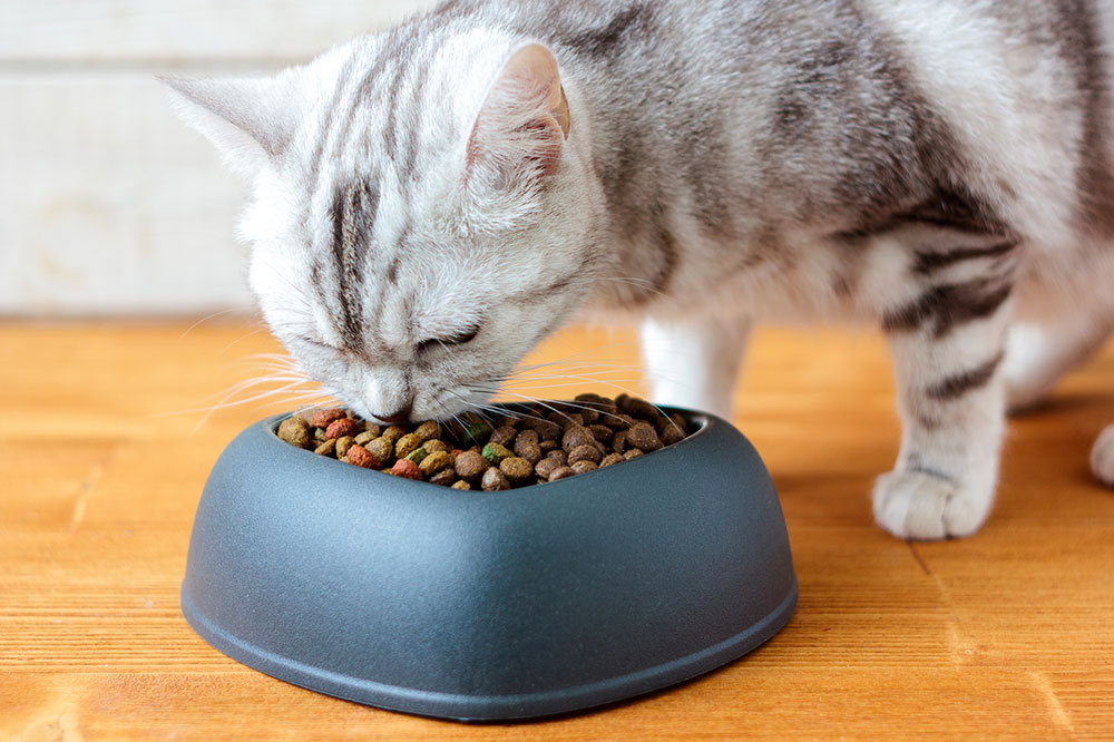 5 Top-Rated Cat Treats to Buy