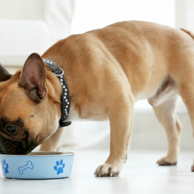 6 DIY Remedies for Dogs with Food Allergies