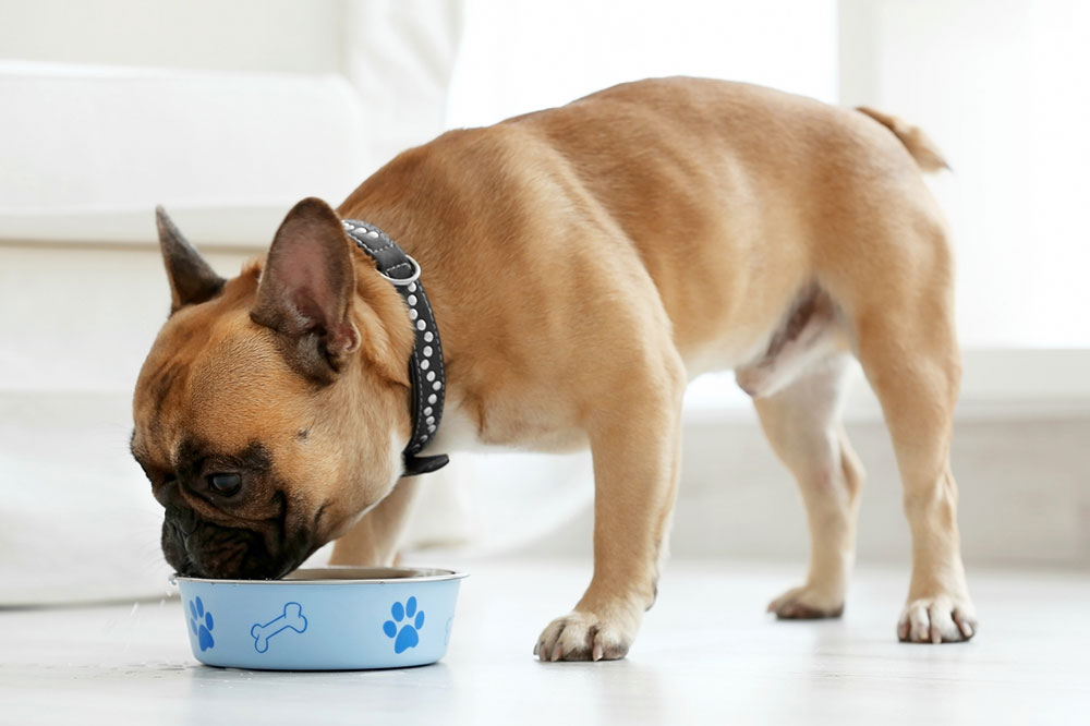 6 DIY Remedies for Dogs with Food Allergies